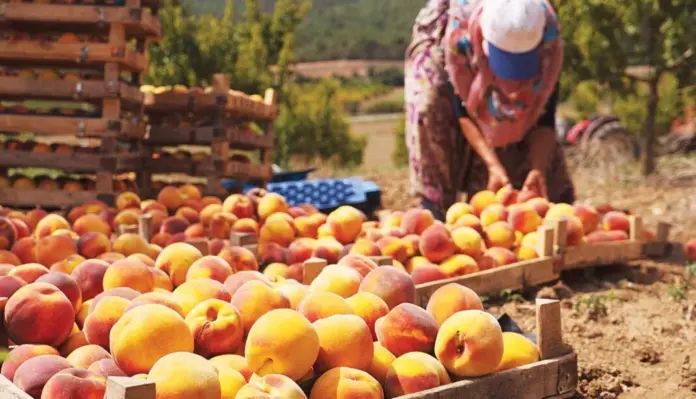 Αγρότισσα μαζεύει ροδάκινα